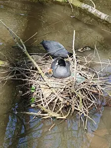 Annelies 03 Net uit het ei